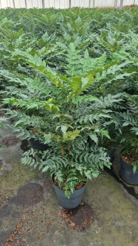 Mahonia media 'Winter Sun', D 29 cm