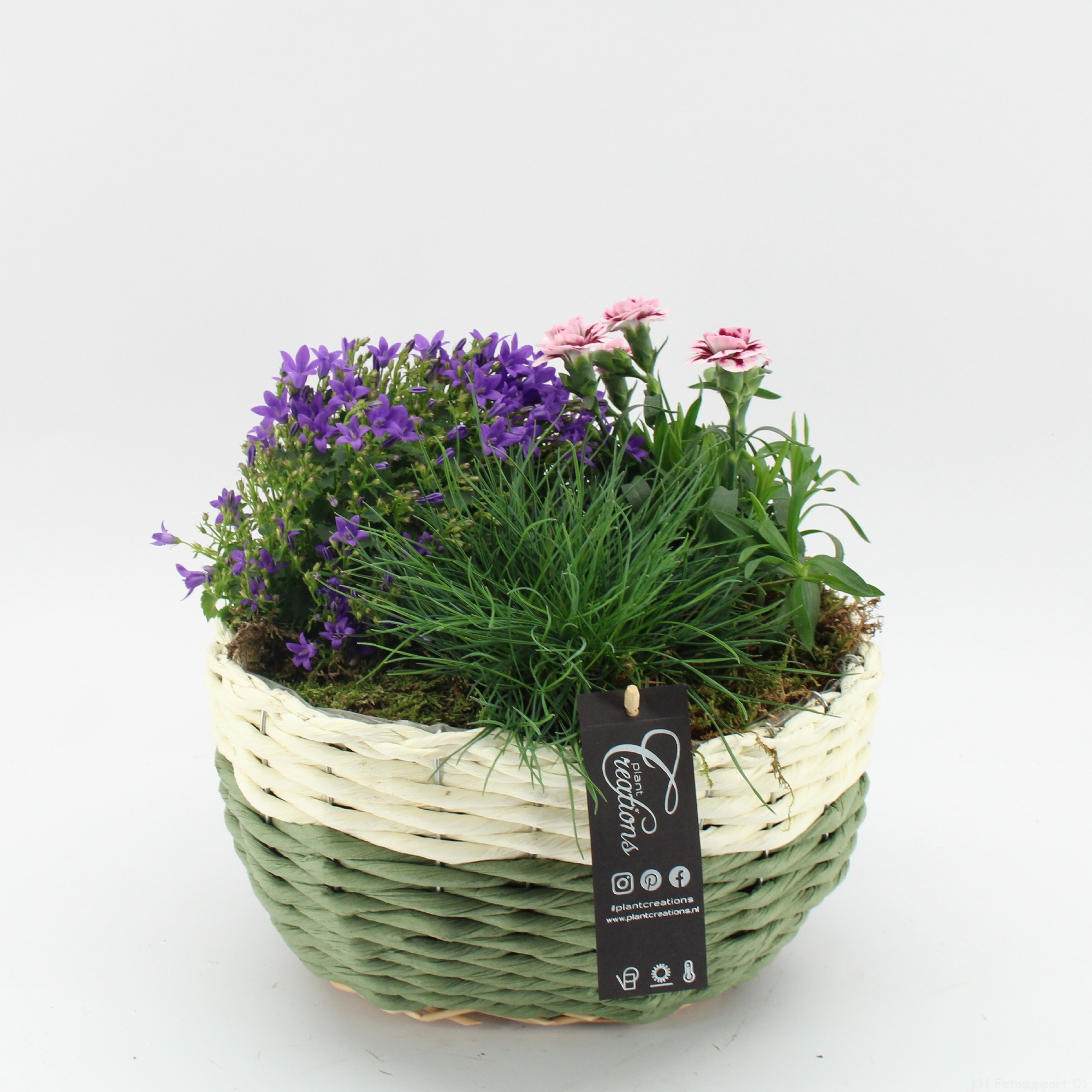 CACR-2613 Campanula creations, D 27