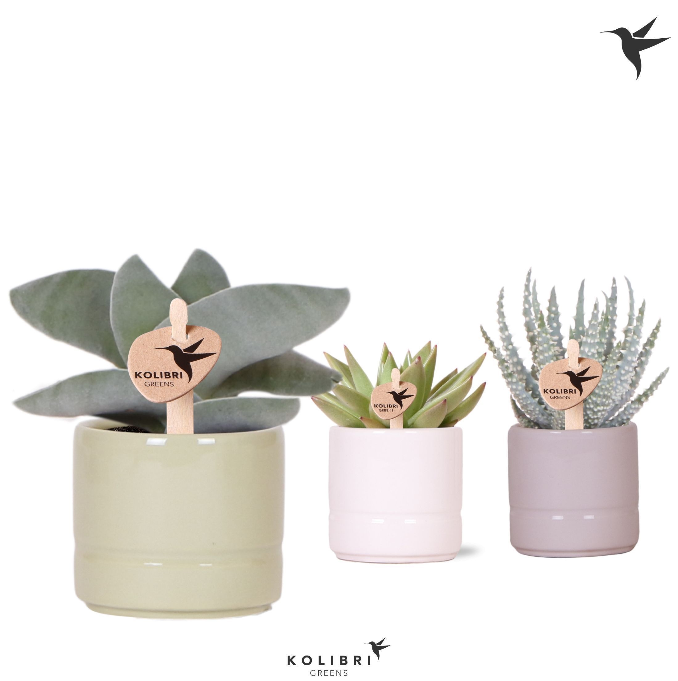 Kolibri Greens Succulenten mix in Pastel pot mix, D 6