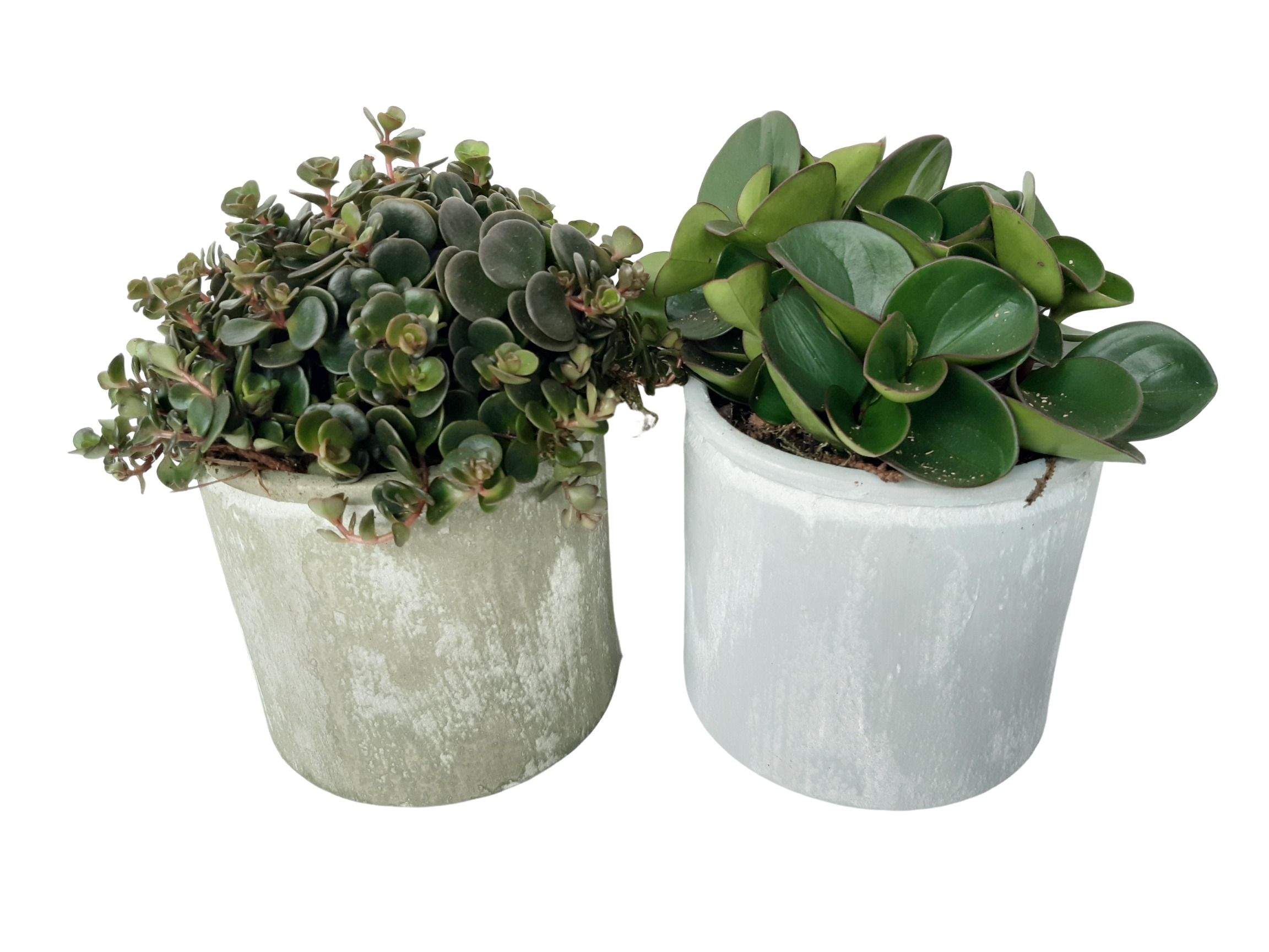 PP14GR Planter Pot Keramiek 14cm Sedum, Peperomia Mix, D 14