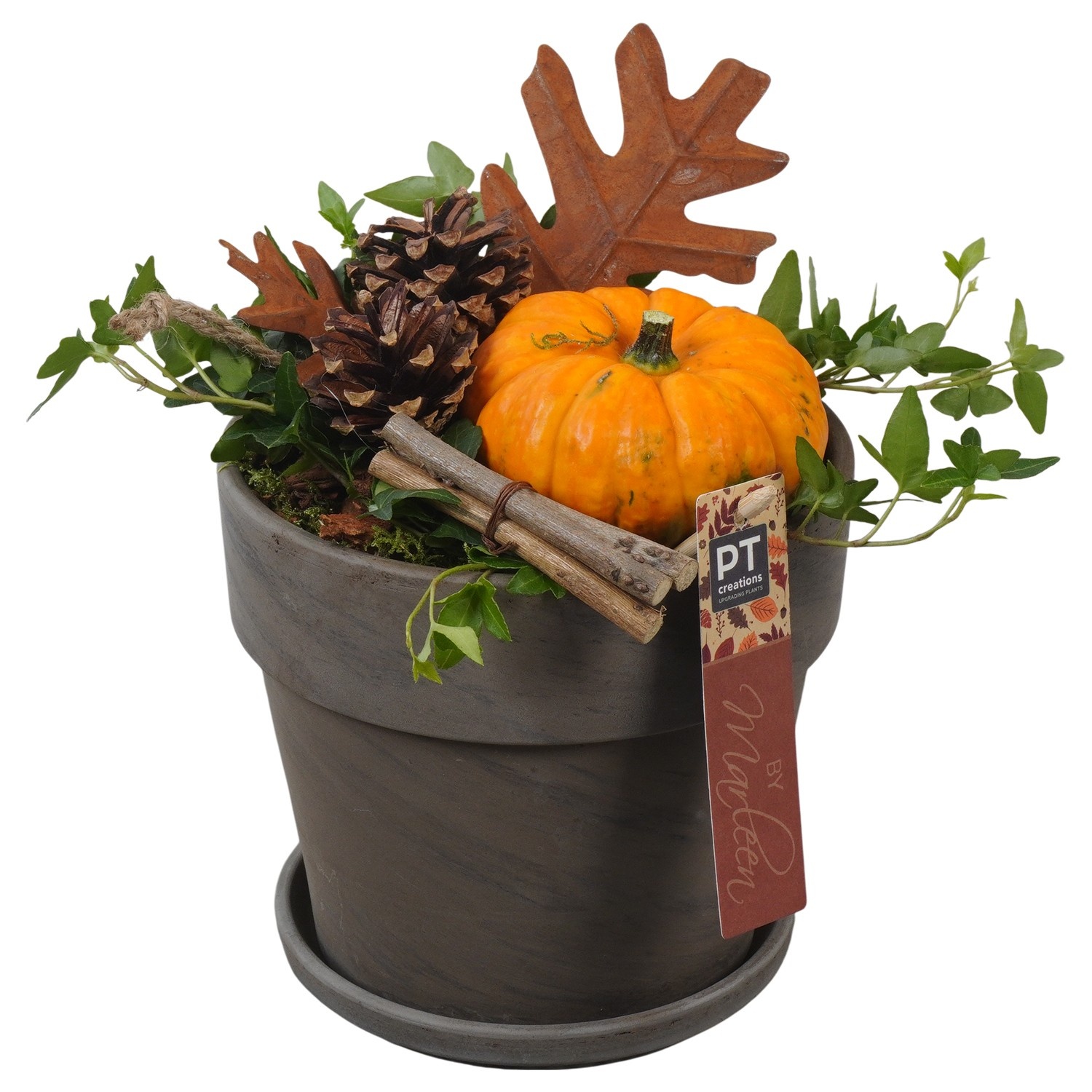 PTSF8227 Arrangement Kalebas hedera in terracotta pot, D 17 cm