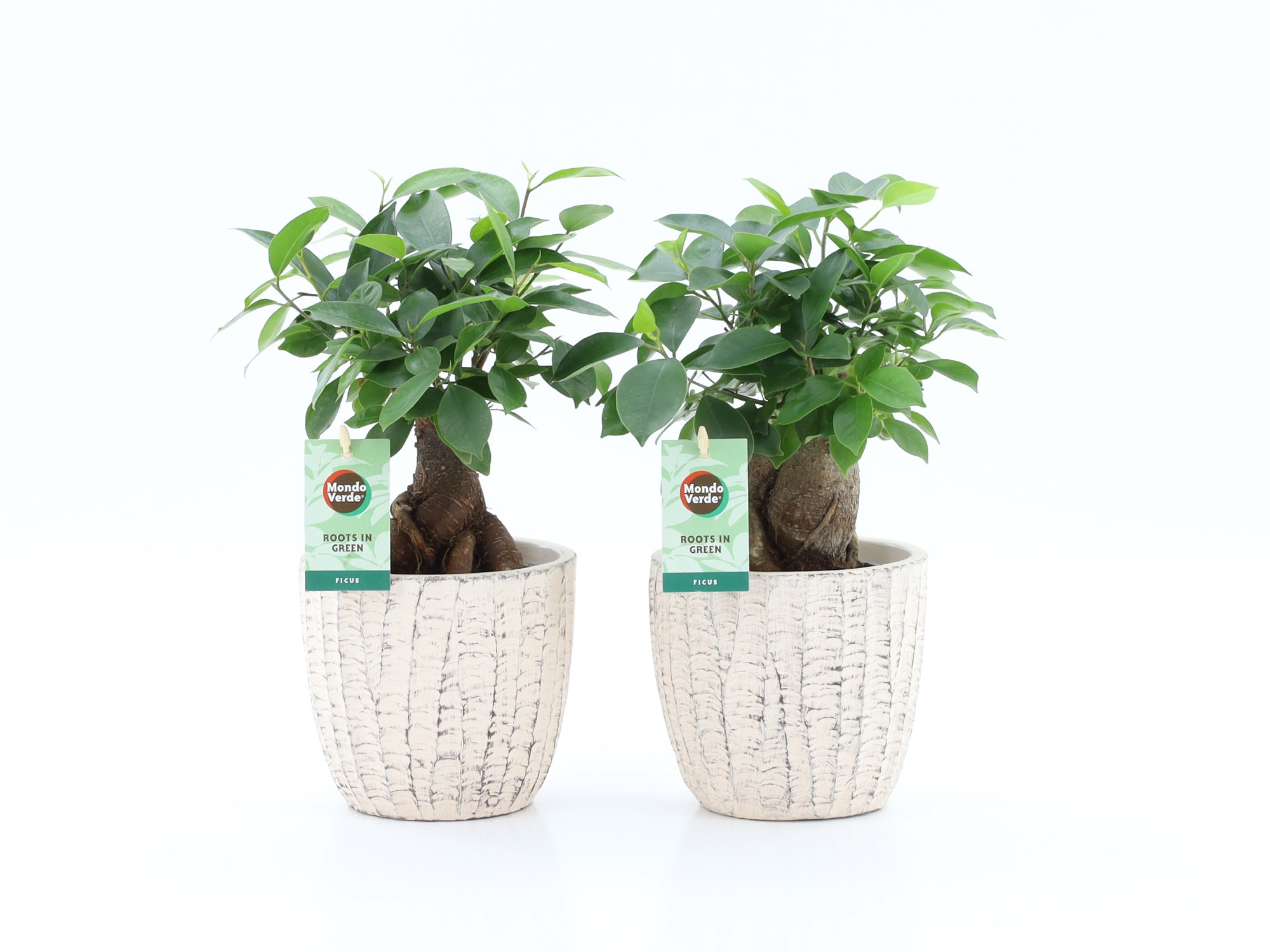 Ficus microcarpa Retusa in Sculpture keramiek, D 13