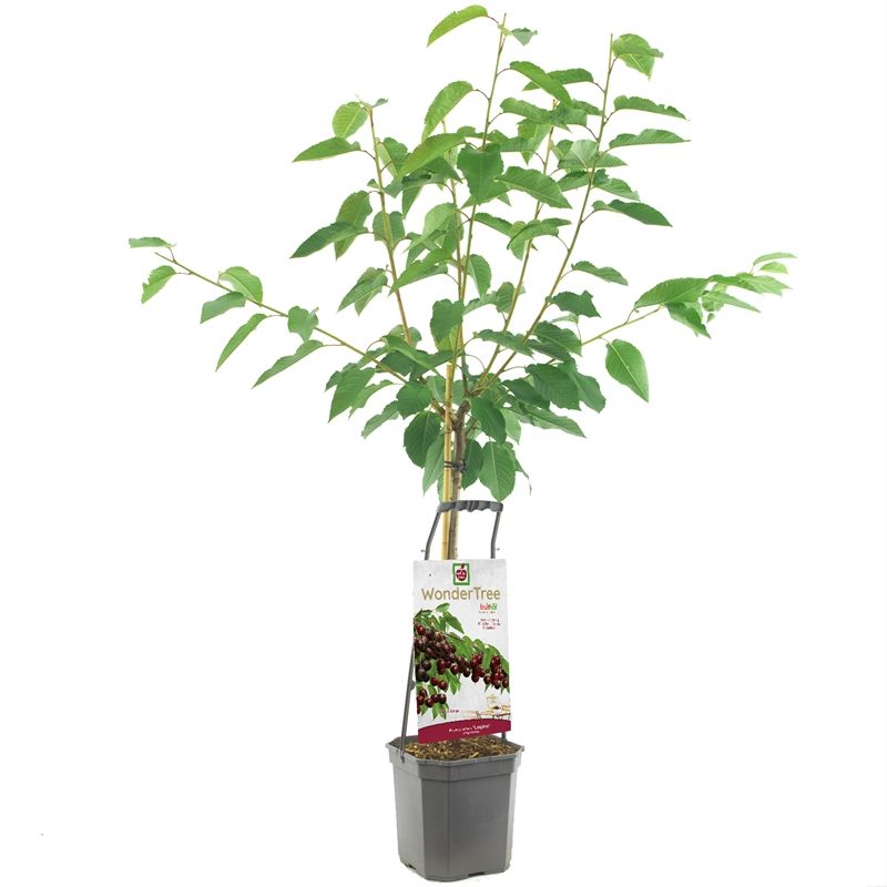 Wonder Tree Lapins Zoete kers, D 24 cm