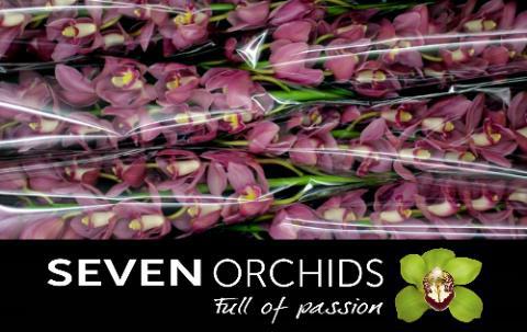 Цимбидиум Шанна x6 80, шт.