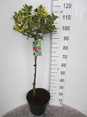Ilex alt. Golden King 80 stam P28, D 28