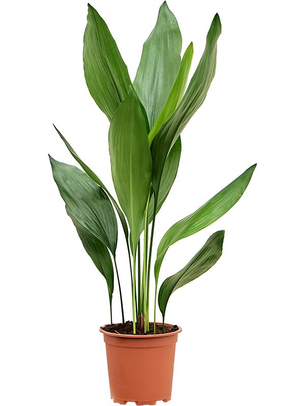 Aspidistra elatior, D 17