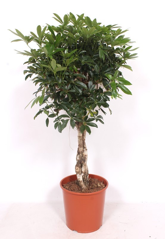 Schefflera arboricola 'Compacta', D 30