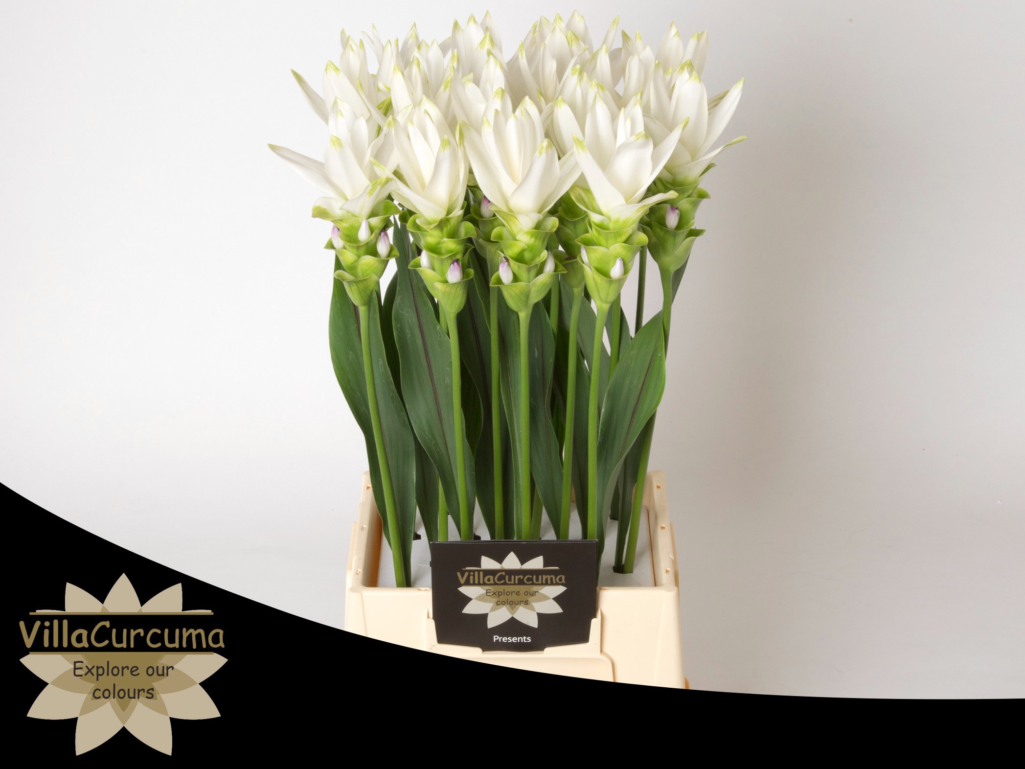 Куркума Сиам Шайн 60, шт. Куркума Сиам Шайн 60, шт.