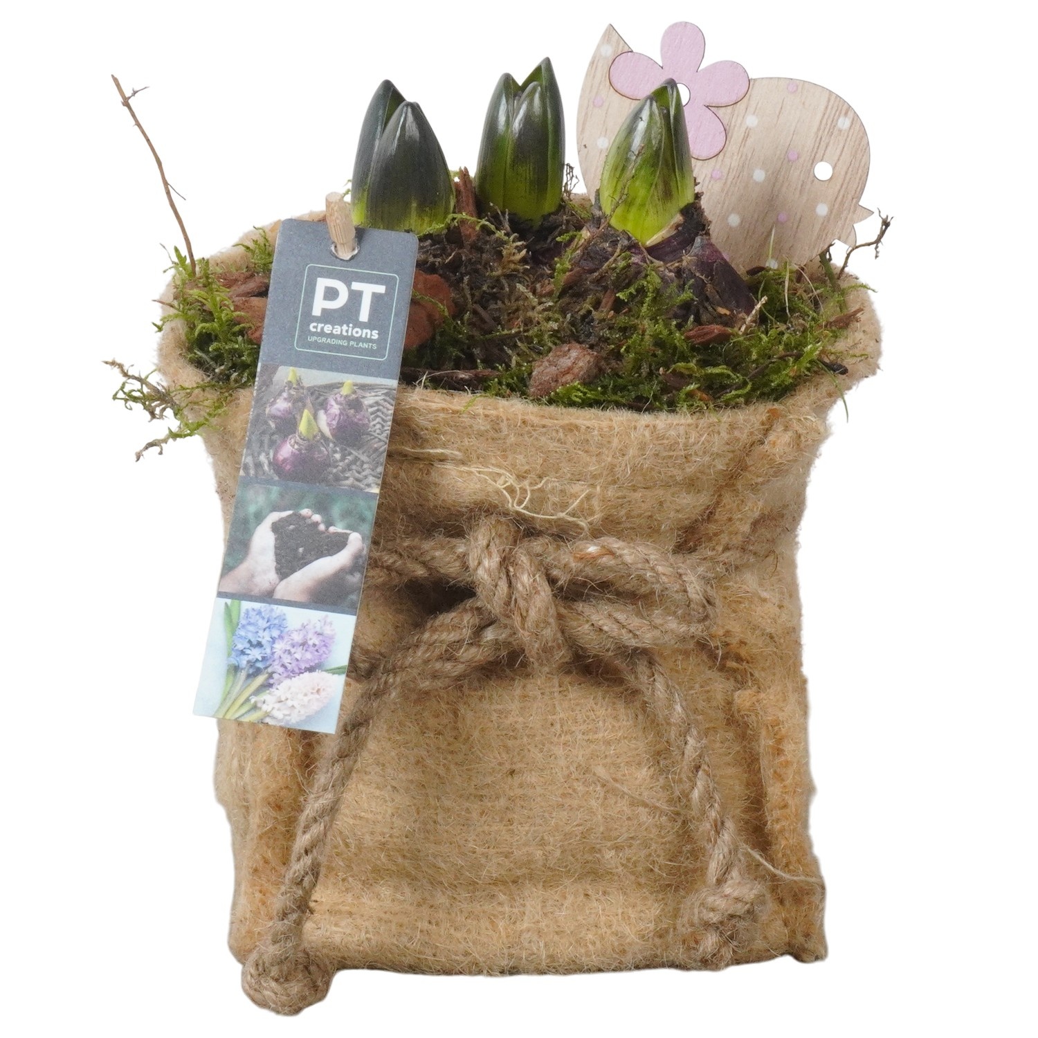 PTHC9189 Arrangement Hyacints in jute zak, D 13