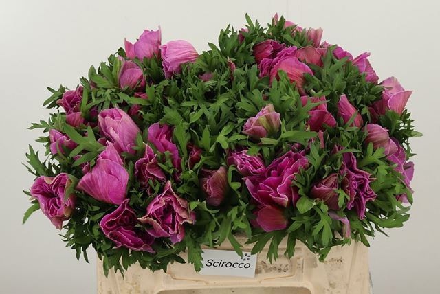 Анемон Мистраль + Фуксия 40 (фиолет.), шт.