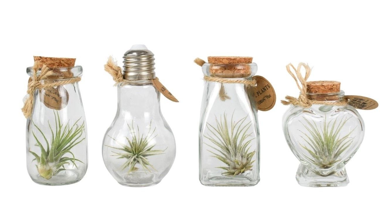 Tillandsia glas Bottle small mix, D 5