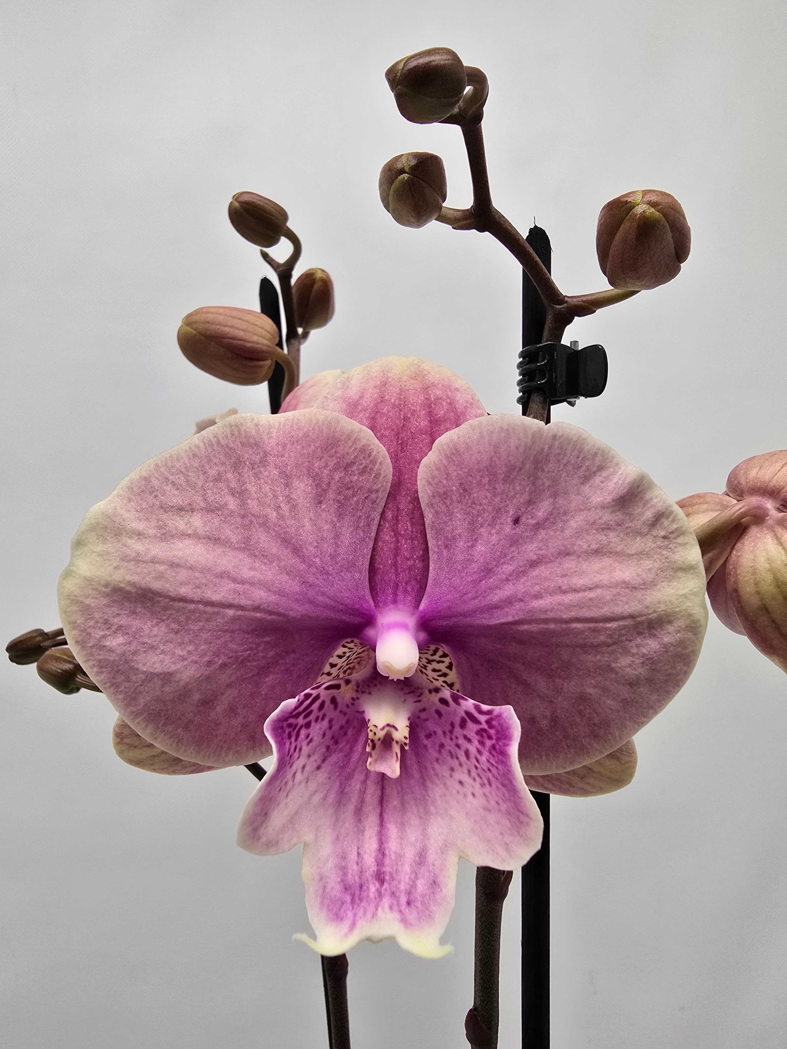 Limited 20 week 5, D 12