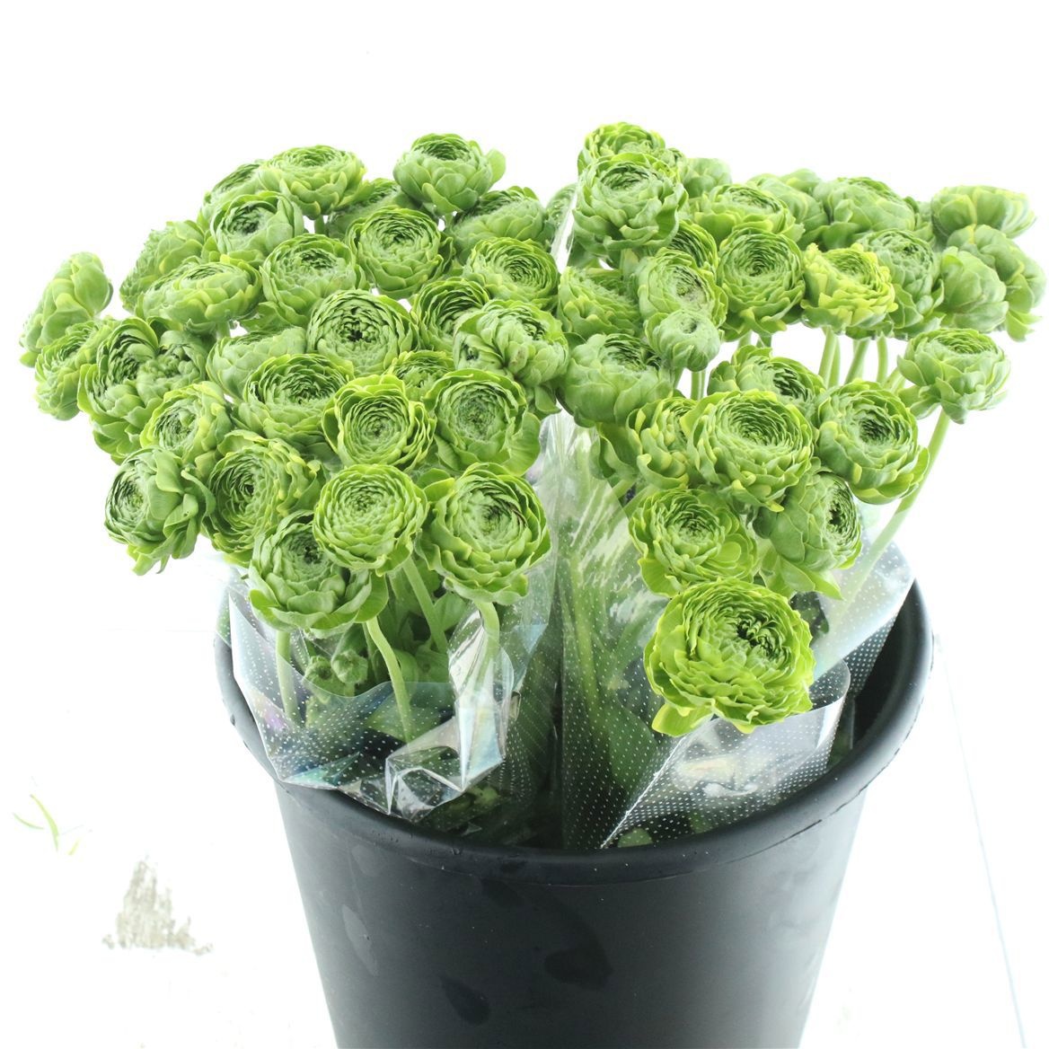 Ранункулус Пон Пон Флора 35, шт.