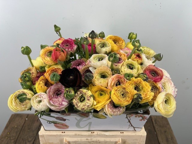 Ранункулус Элеганс Еллоу Страйпс 40, шт.