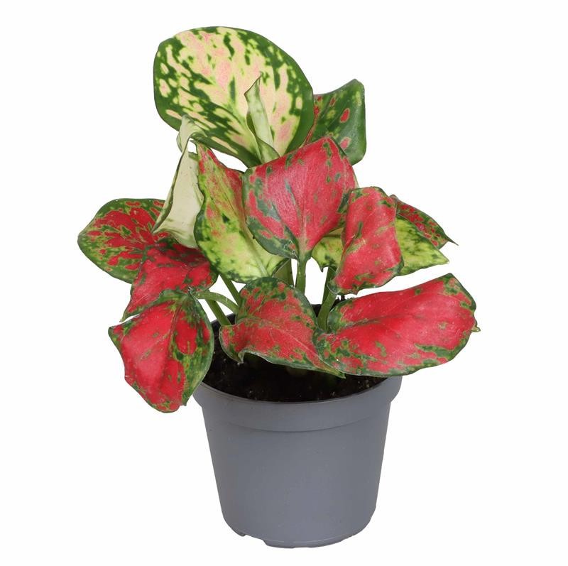 AGLAONEMA COMMUTATUM 'RICH RED', D 6
