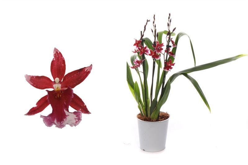 Barrocco Red 3-4T18+ compact, D 12