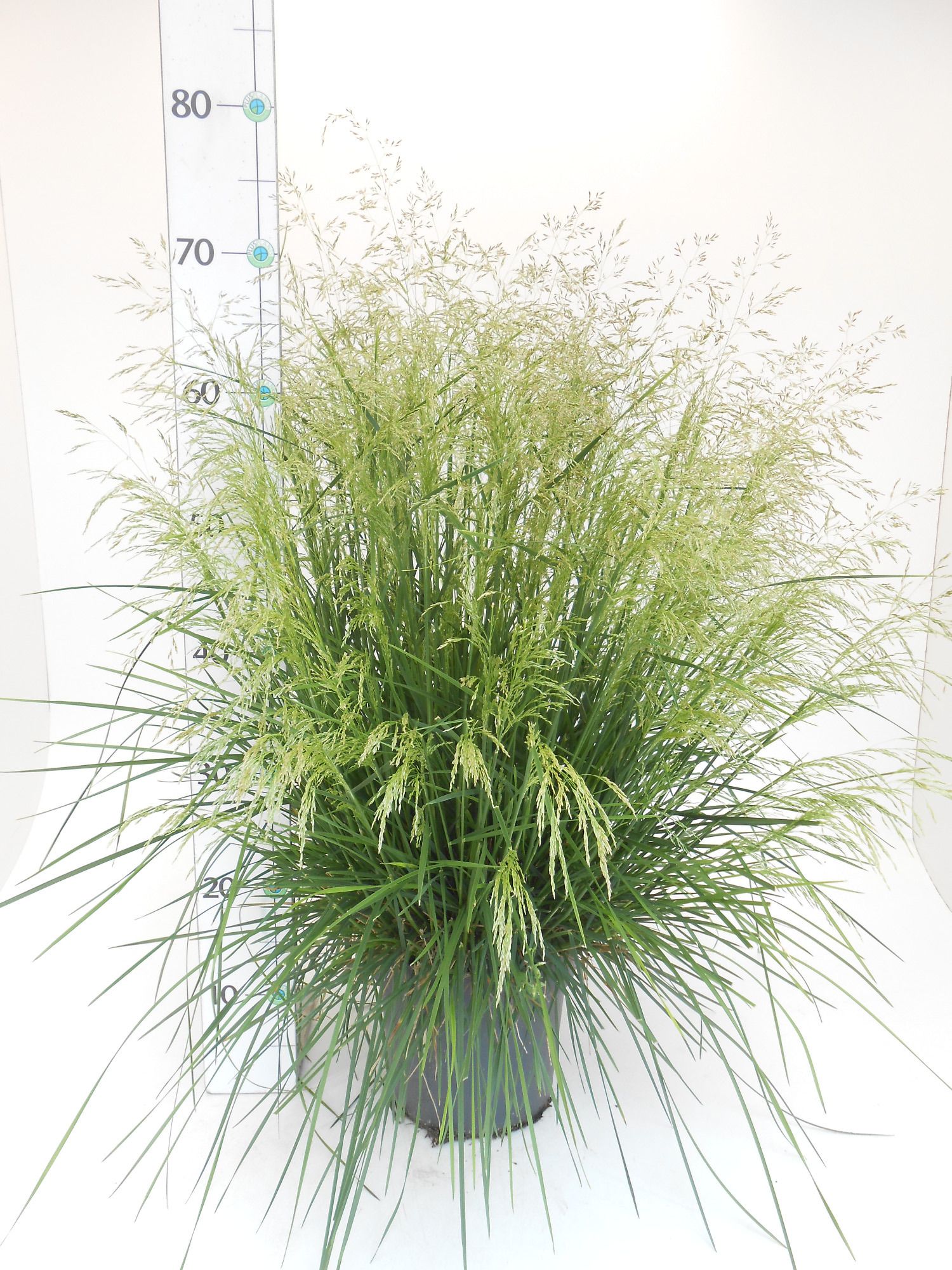 Deschampsia cespitosa, D 19