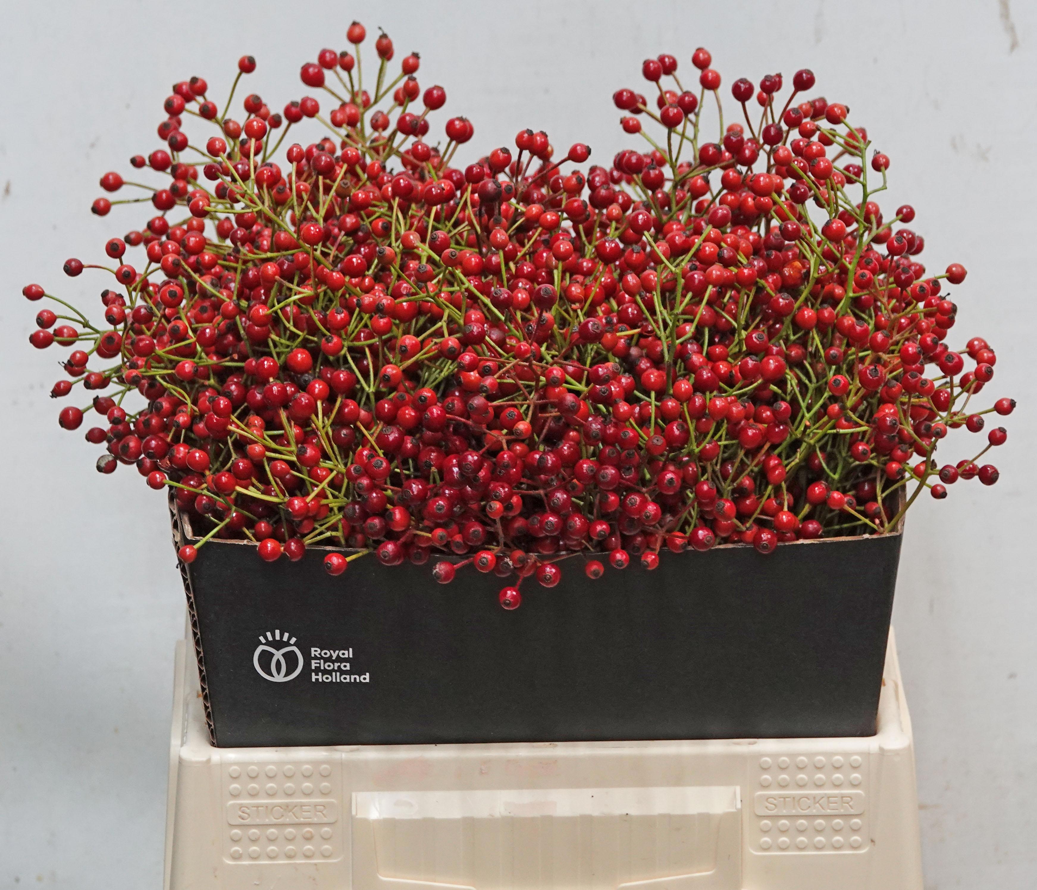 Рузботель Отем Спирит 40, шт. Рузботель Отем Спирит 40, шт.