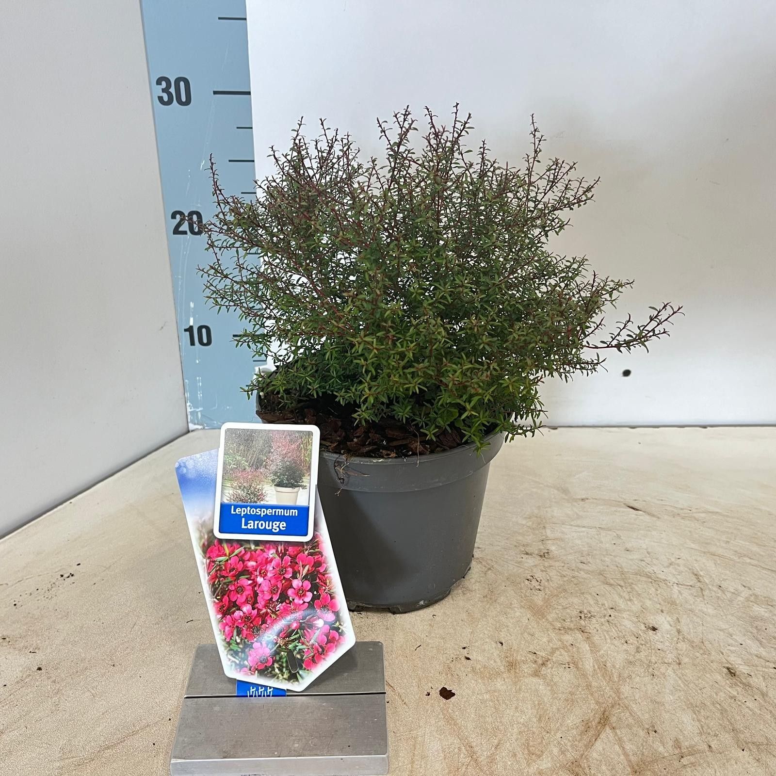 Leptospermum scop 'LaRouge', D 17 cm