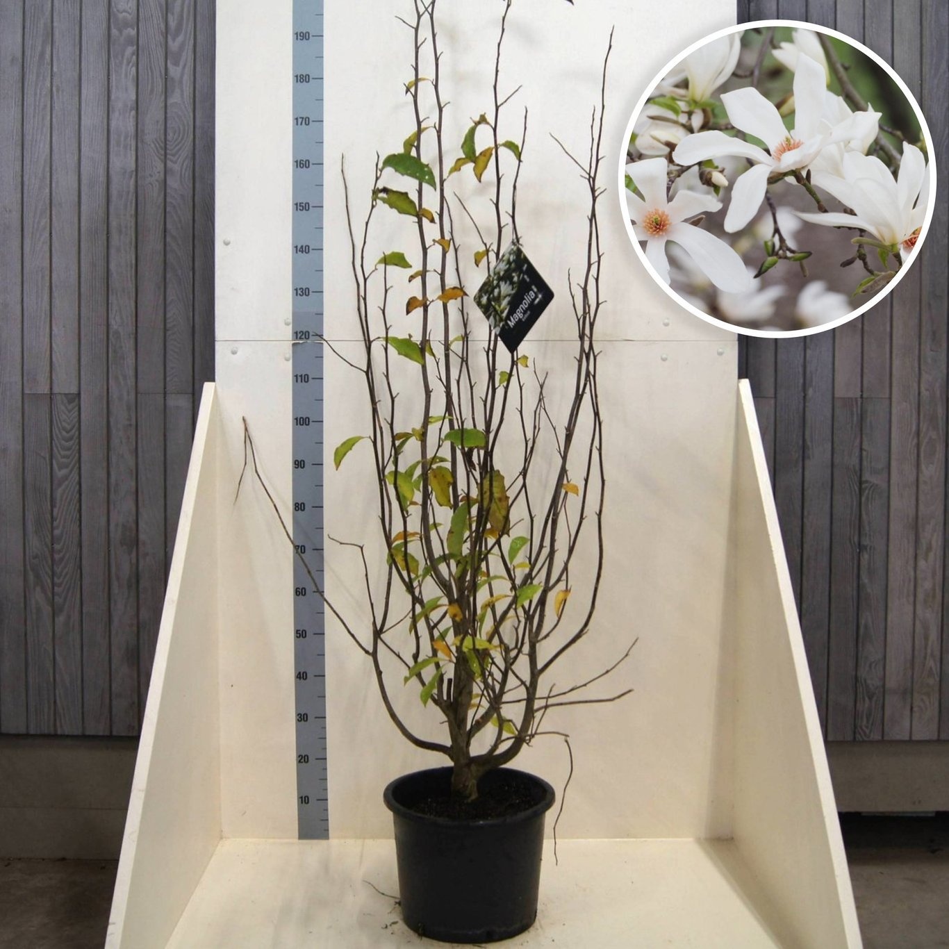 Magnolia kobus, D 40