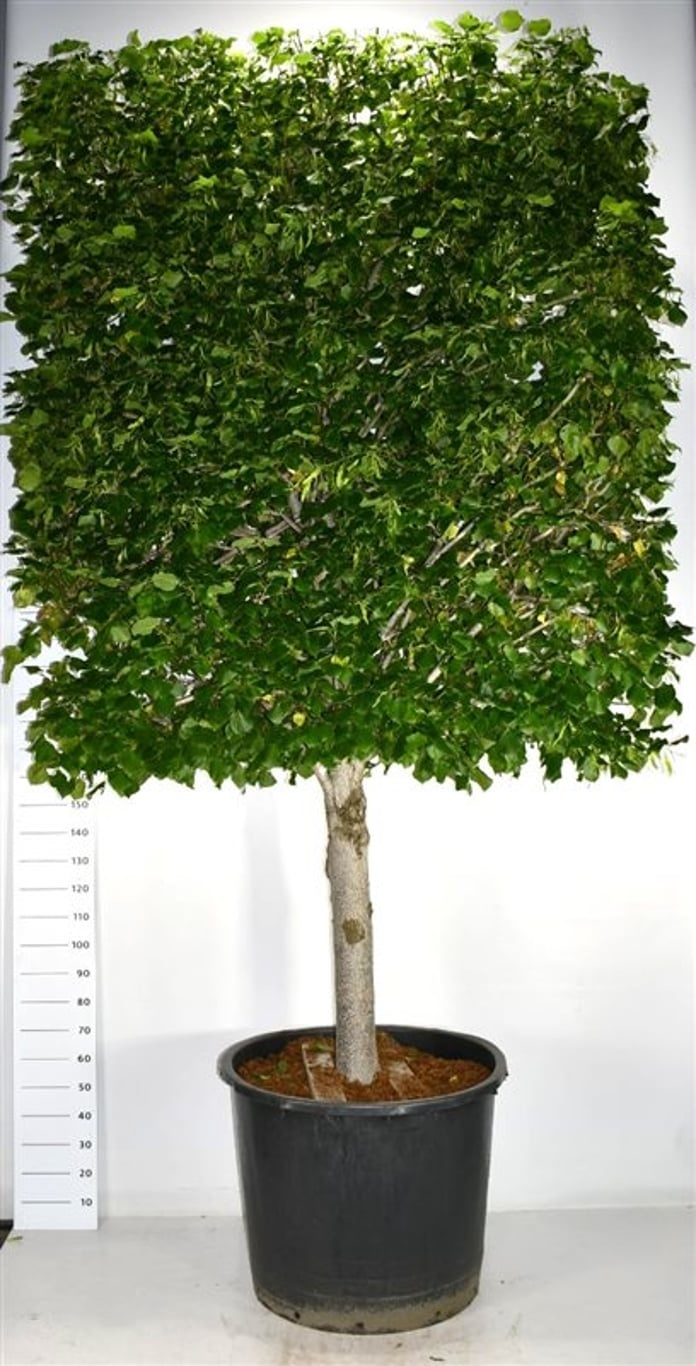 Tilia europaea 'Pallida', D 90