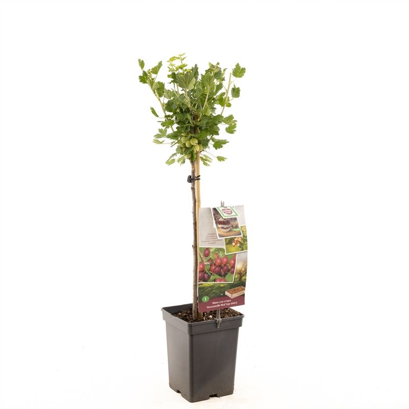 Ribes uva-cr. Hinnonm�ki R�d stam Rode kruisbes, D 18
