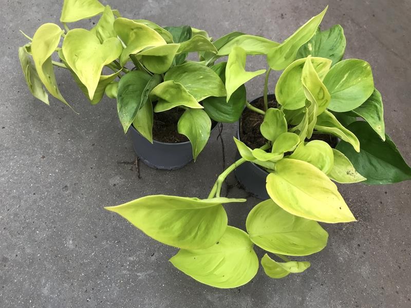 EPIPREMNUM PINNATUM 'CHAMPS ELYSEES', D 12 cm