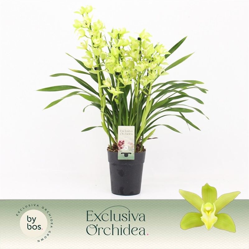 Cymbidium p14 Green Arrow 5T, D 14