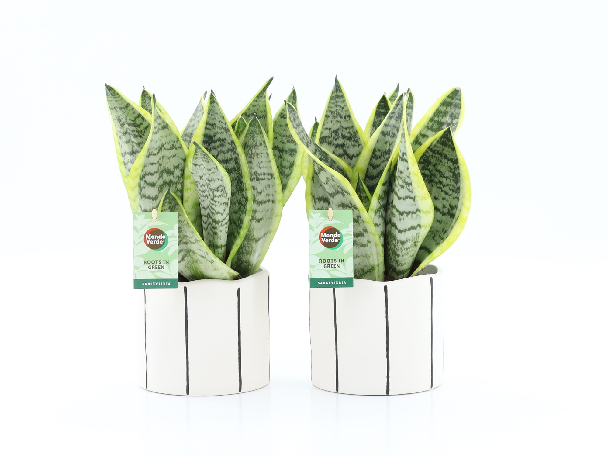 Sansevieria 'Futura Superba' in Banksy keramiek, D 13