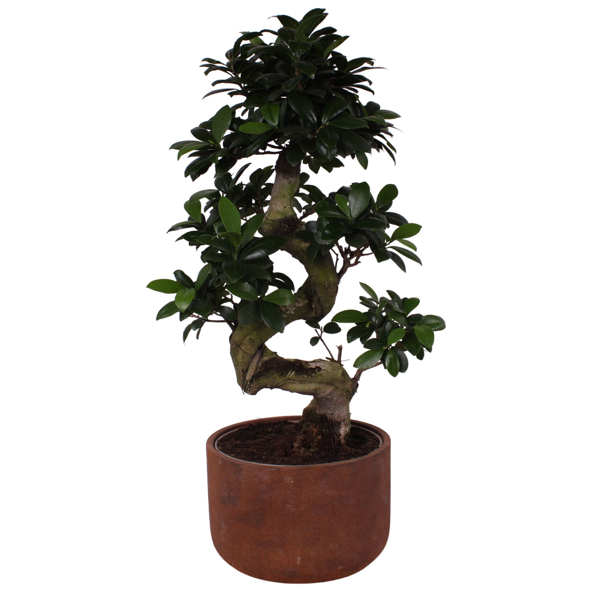 Ficus. Ginseng S-Shape Ø22cm in Ø25cm Ceramic NT467, D 25 cm