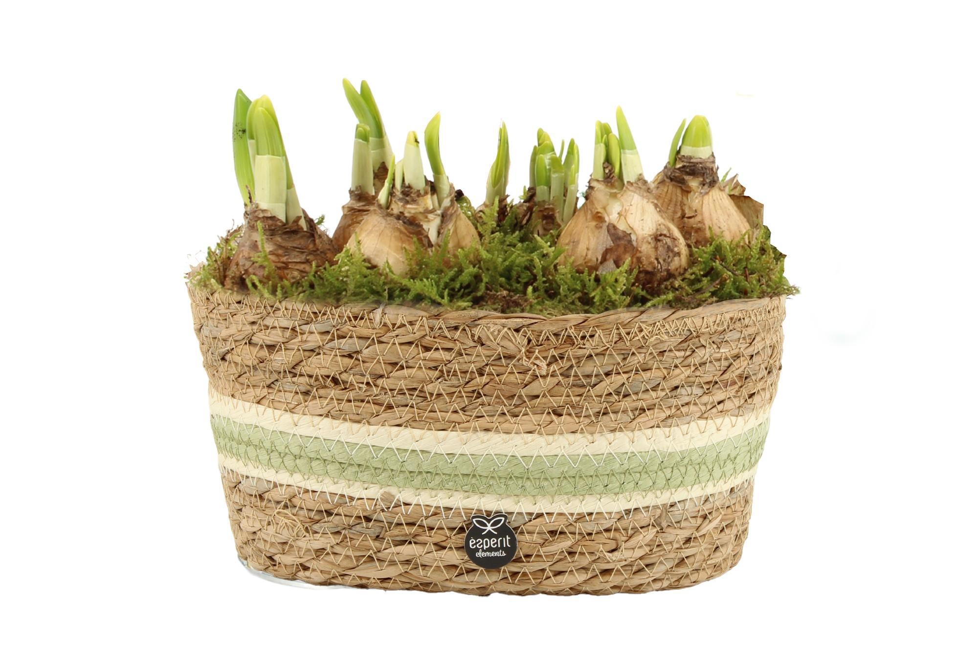 11697: Outdoor spring arrangement, D 23 cm