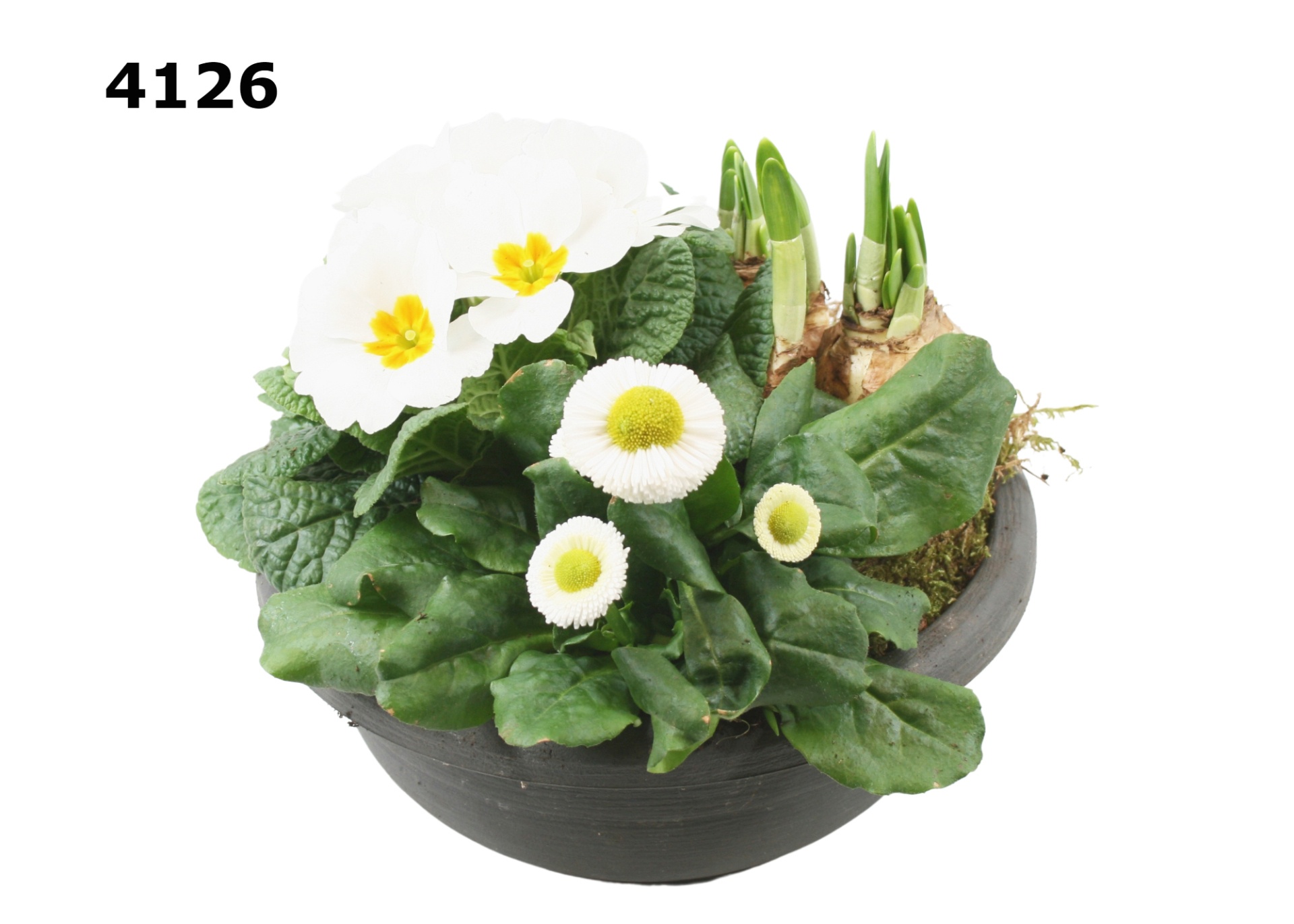 Voorjaar schaal 20, D 20