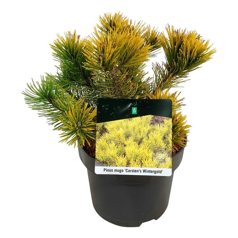 Pinus mugo 'Carsten's Wintergold', D 21 cm