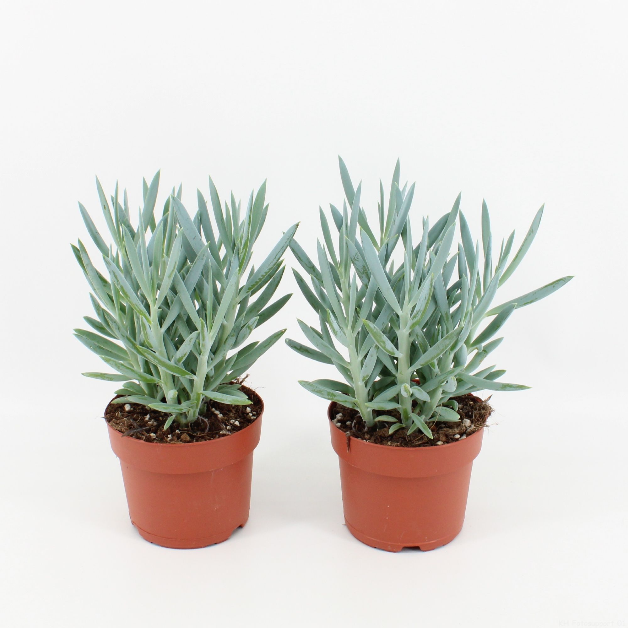 Curio Ficoides Mount Everest, D 12