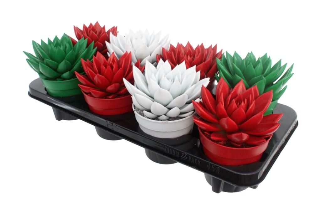 Miranda coloured traditional Xmas mix, D 12