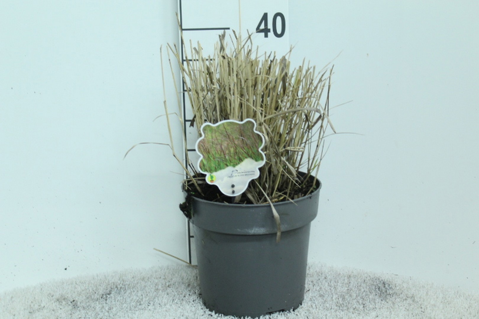 Panicum virgatum 'Bloodbrothers' P23, D 23