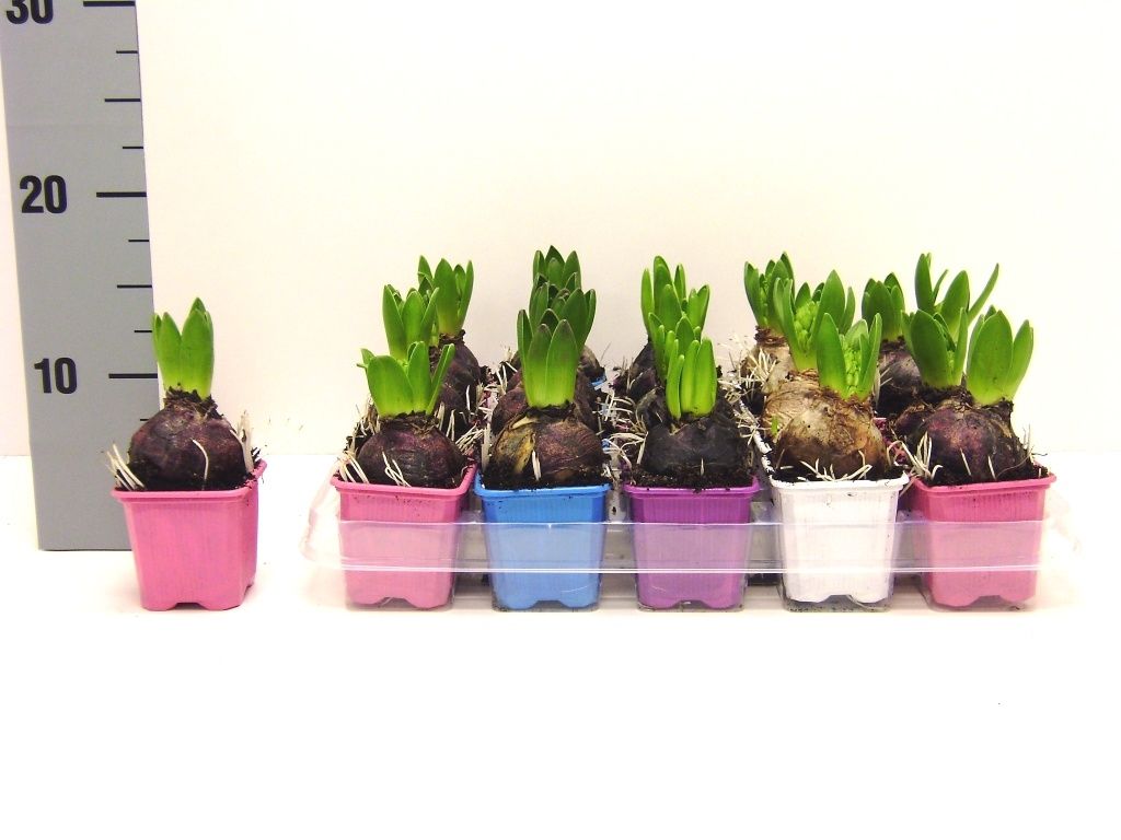 Hyacint 4 kl. mix, D 7