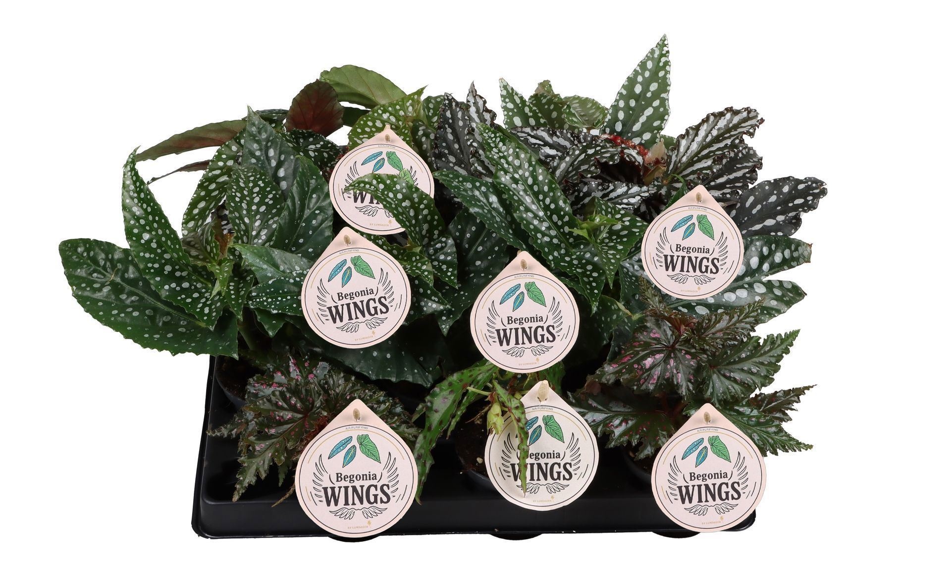 Begonia Wings Mix 6 cm, D 6