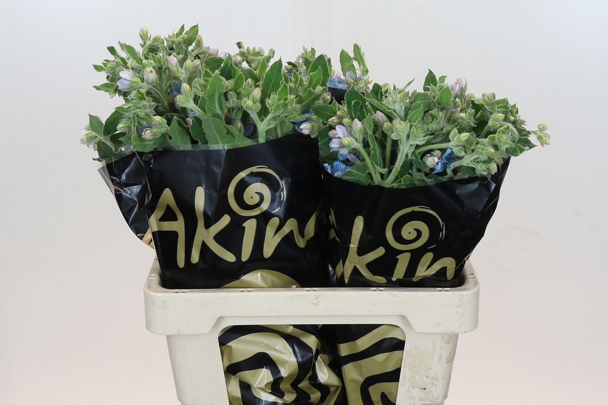 Оксипеталум Виктория 60, шт.