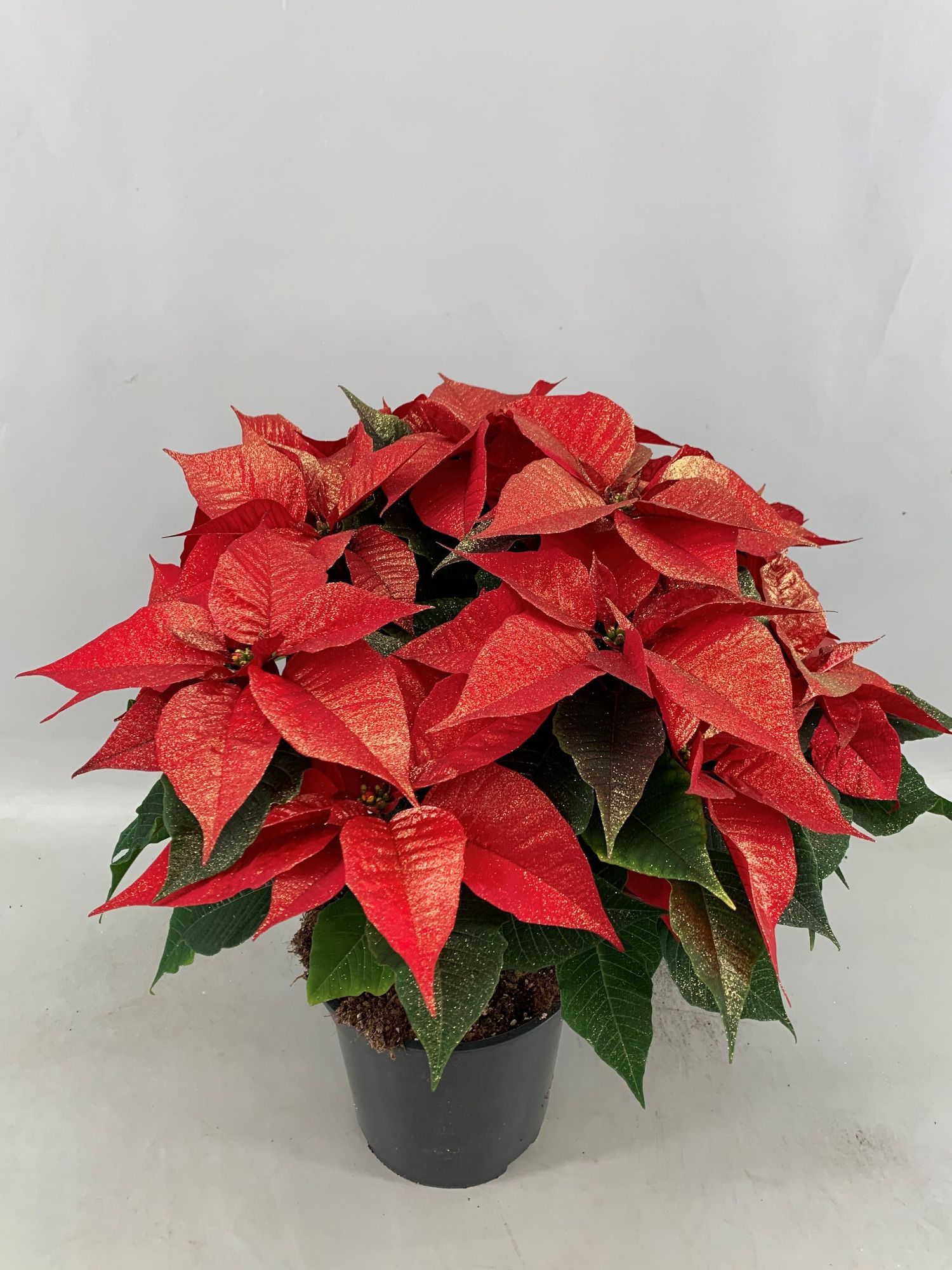 Poinsettia Christmas Feelings Red Glitter 12 + schermen, D 19 cm