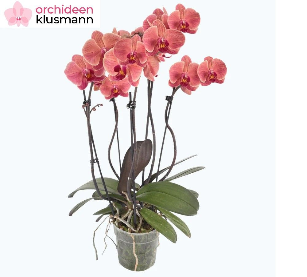 Phal- 3-4 tak 'Narbonne' 12 cm Topf 'Two of Us', D 12