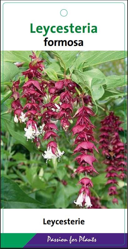 Leycesteria formosa 50-60C5, D 23 cm