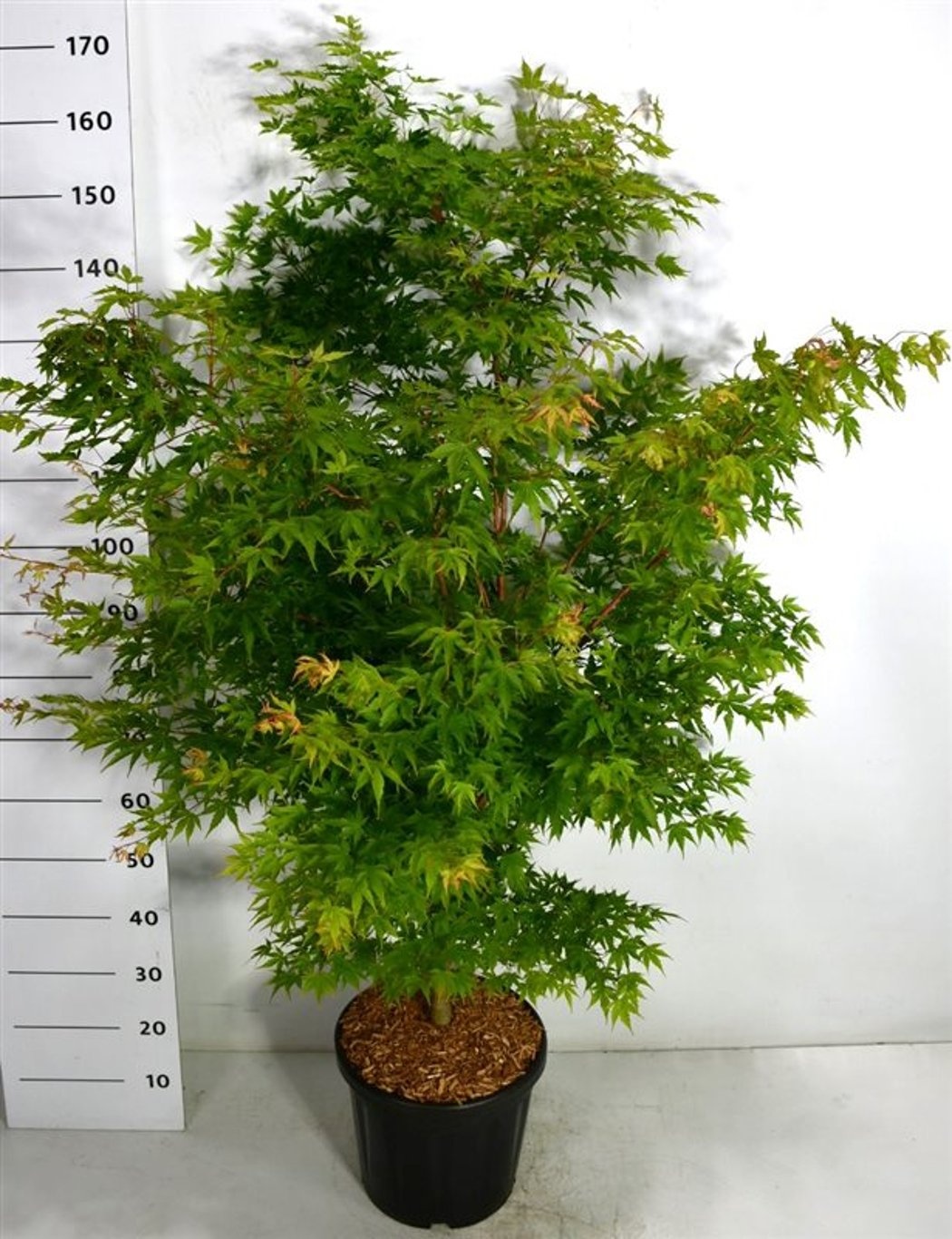 Acer pal. 'Sangokaku', D 38