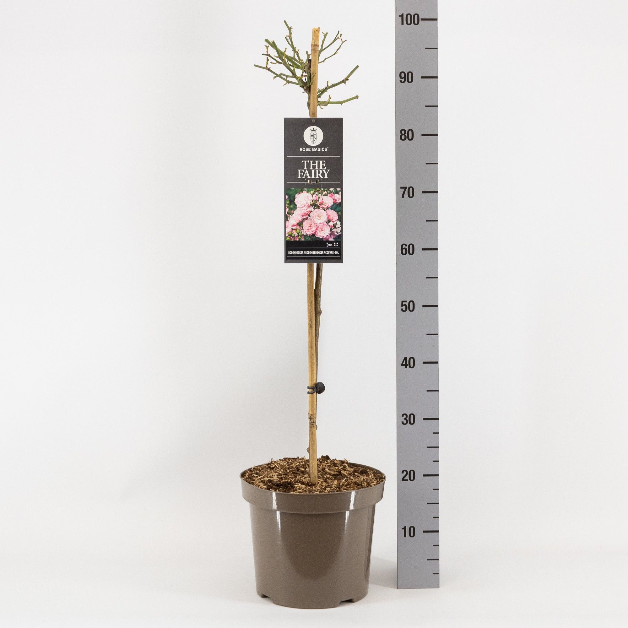 Rosa (P) The Fairy, stam 70, C7.5, D 26 cm