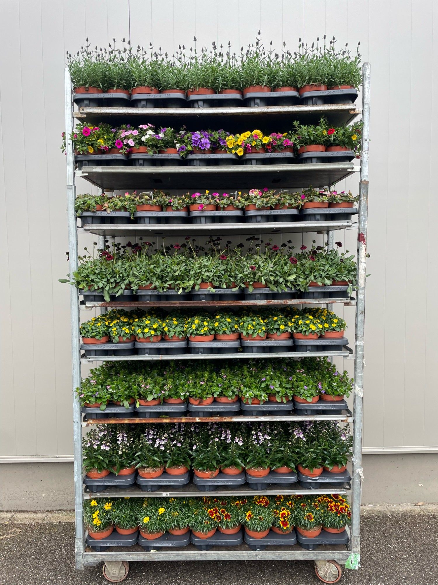 Perkplanten Mixkar 13 cm, D 13