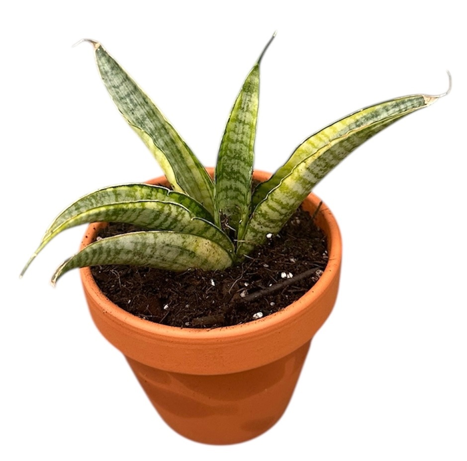 Sansevieria Gabriella Variegata, D 8
