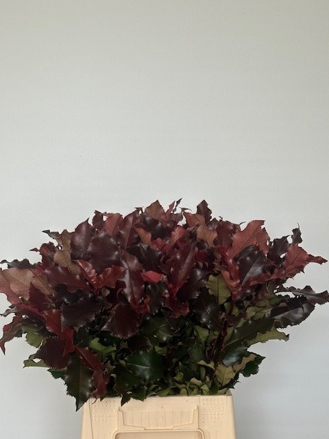 Фотиния Мэджикал Вулкано 50, шт.