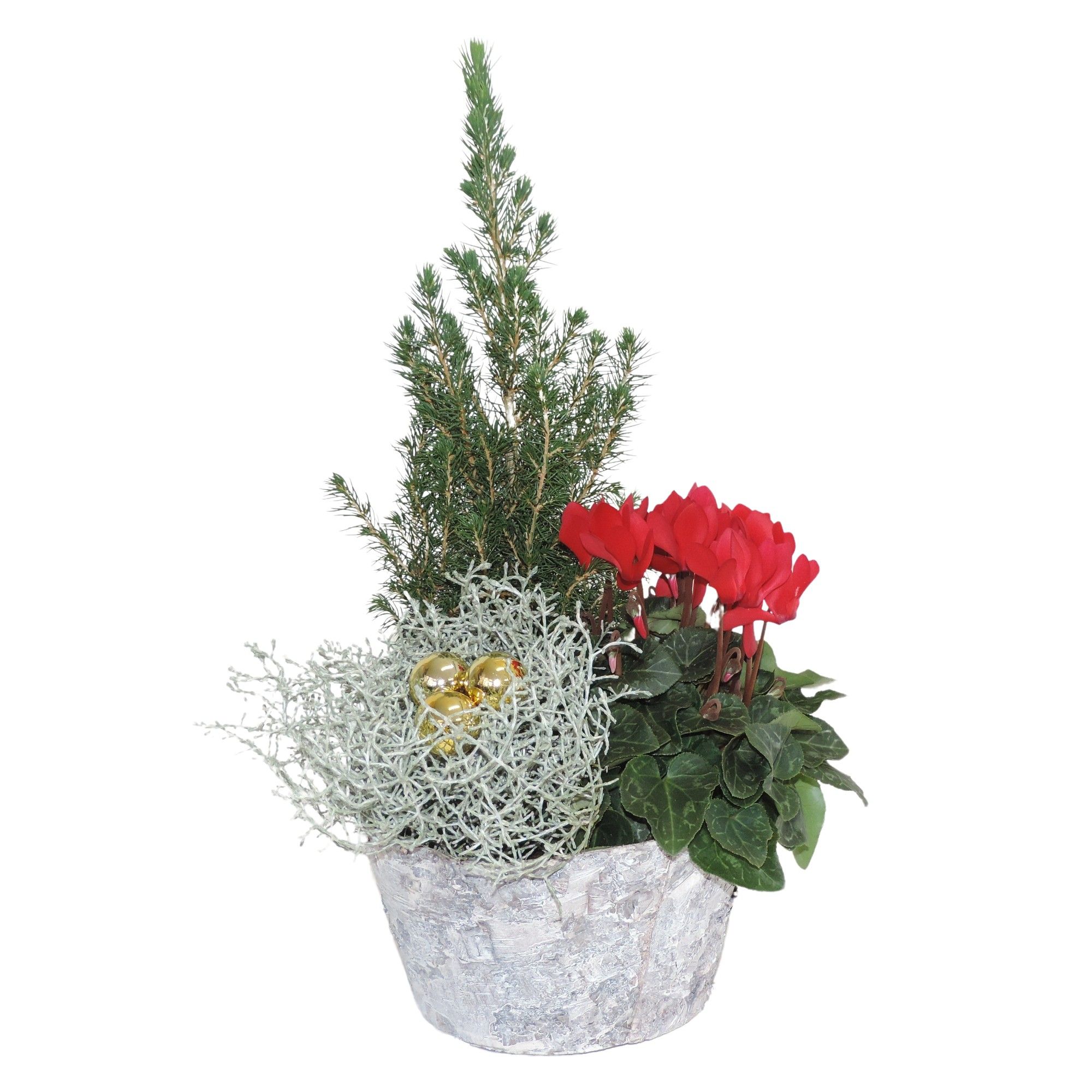 Betula Winter Specials Arrangement in Berkenpot 20 cm, D 20