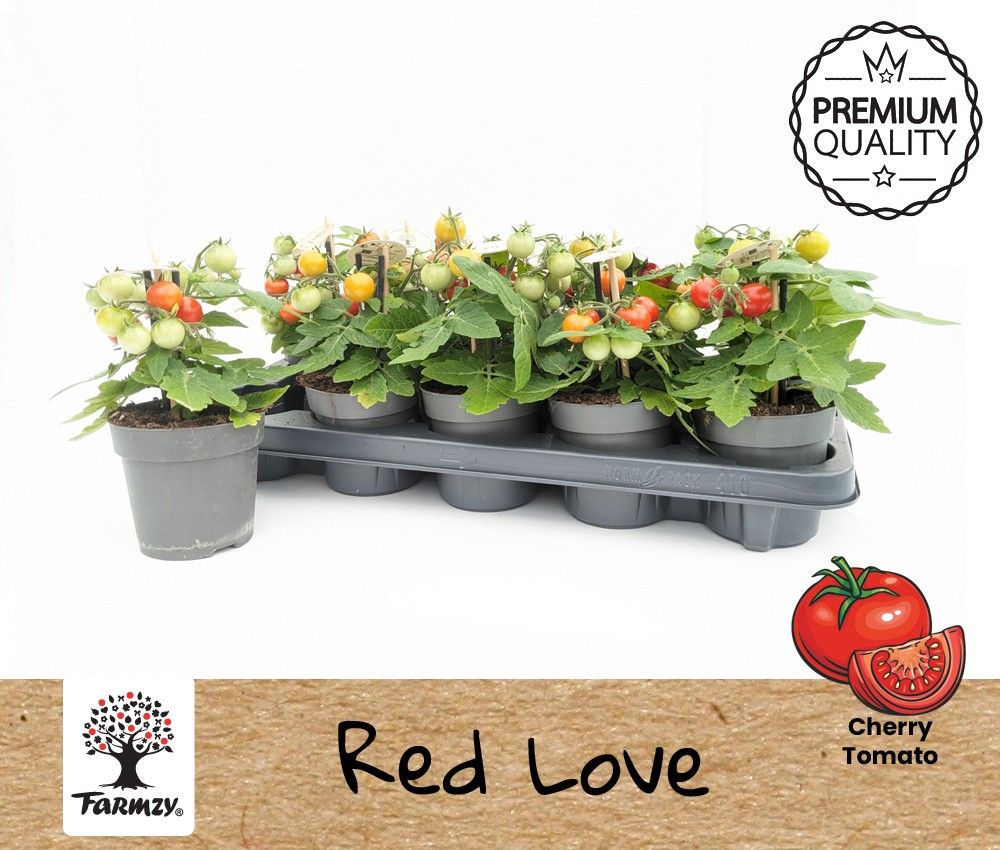 Farmzy® Red Love, tomato plant, D 10,5