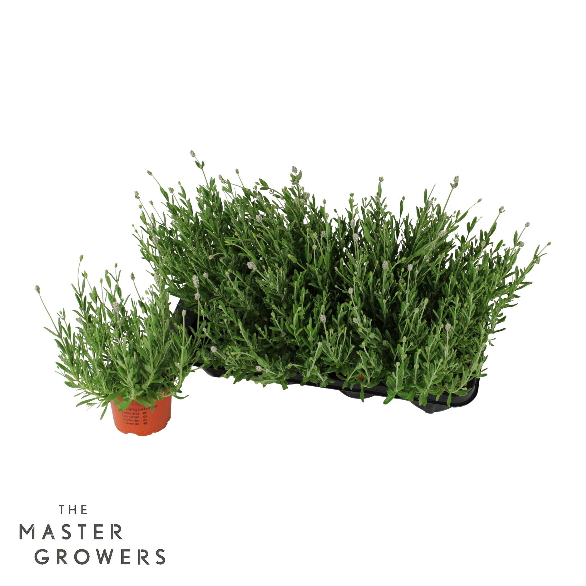 Lavandula angustifolia 'Vienco Early White', D 12